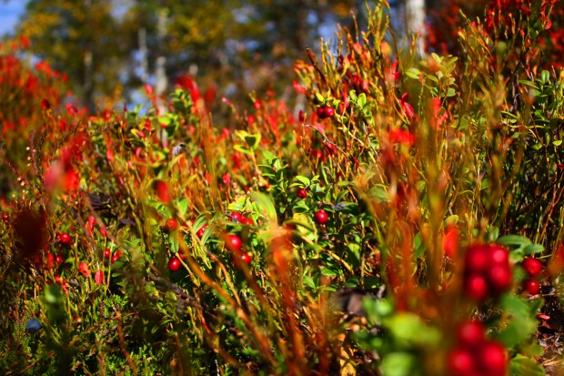 høstfarger 1 justert